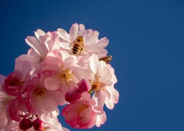 Cherryblossom Bee