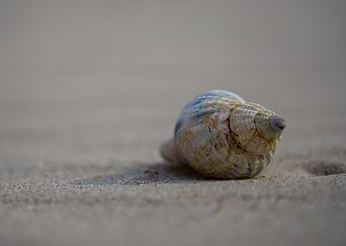 Curly Shell