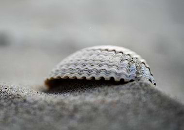 Shell on small elevation