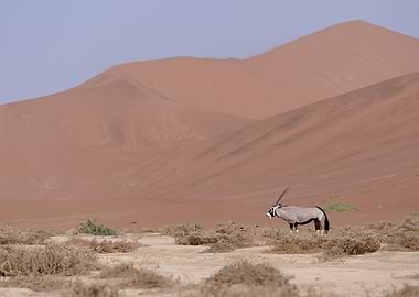 Oryx in the desert