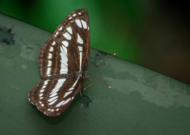Spotted Butterfly