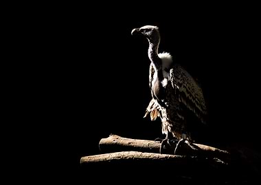 The Ruppells Vulture