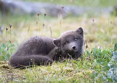 Baby arctic fox in Iceland