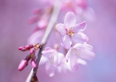 Pink Cherry Blossom