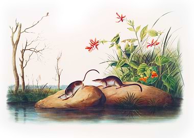 American Marsh Shrew