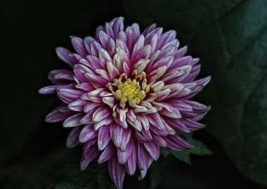 Chrysanthemum Flower Macro
