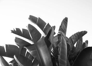 Sunset Banana Leaves 2