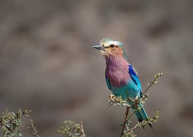 Hummingbird on a branch