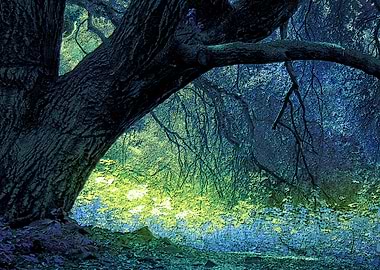Enchanted Forest Light