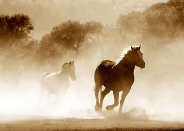 BLACK HORSE RUNNING