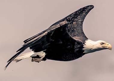 Determined Bald Eagle