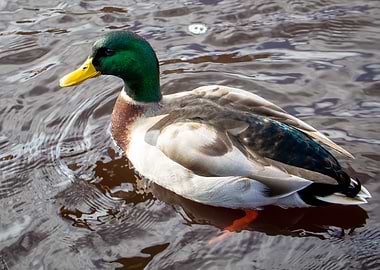 Duck