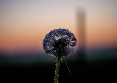 Dandelion in sunrise