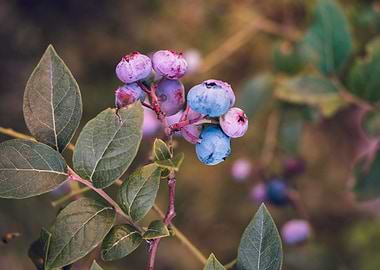 Unripe blueberries