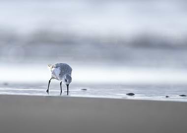 Sanderling bird on shore