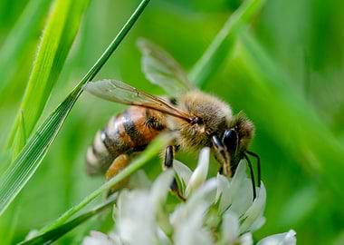 Bee on clover flower