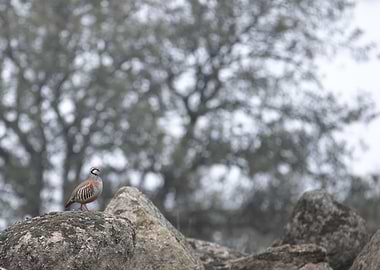 Red legged partridge