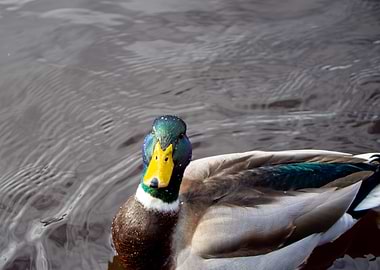 Duck