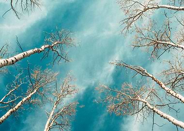 Aspen Tree Tops Colorado