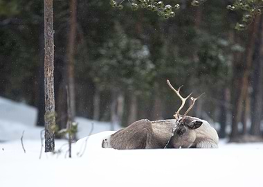 Reindeer in Lapland