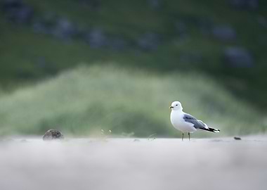 Seagull in Norway