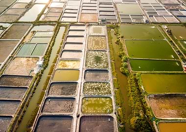 Shrimp farms in Vietnam