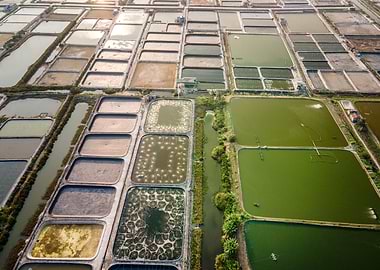 Shrimp farms in Vietnam