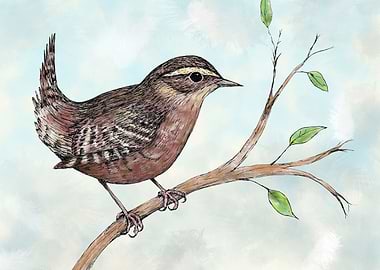 Drawing of a wren