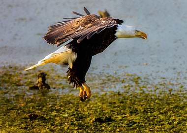 Winged Determination