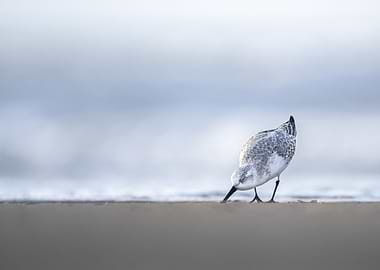 Elegant sanderling
