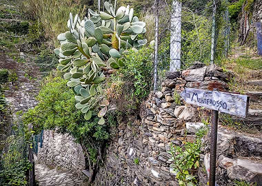 Pathway near Monterosso