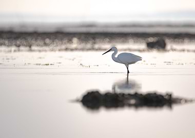 Little egret at low tide
