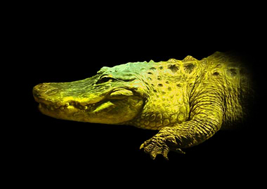Alligator