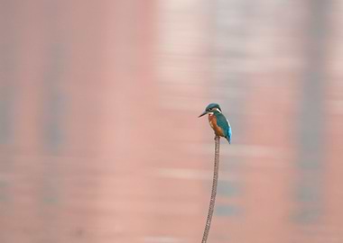 Kingfisher in Toulouse