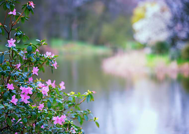 Spring park, tree, lake