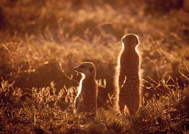 suricate
