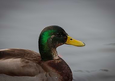 Green Mallard Duck on Lake