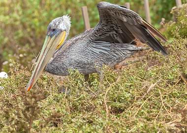 Brown Pelican