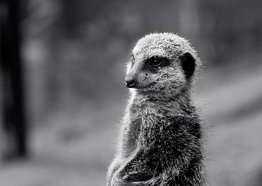 Meerkat