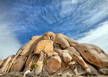 Joshua Tree
