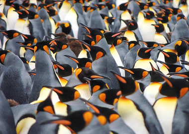 Penguin colony