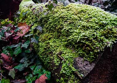 Tree stump moss takeover