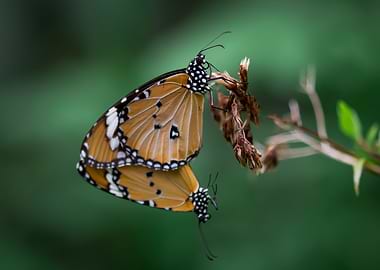 Butterfly mating