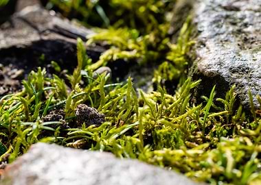 Moss between the cobbles 3