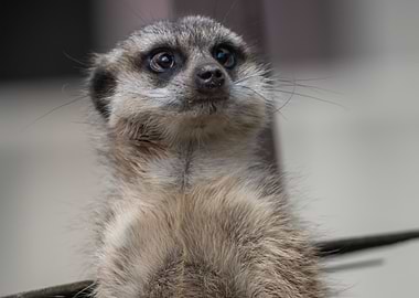 suricate