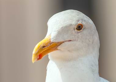 western gull
