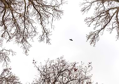 The Flight to Freedom