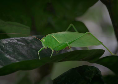 katydids