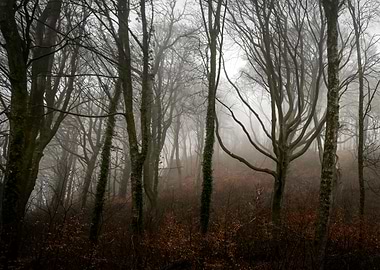 The misty woodlands
