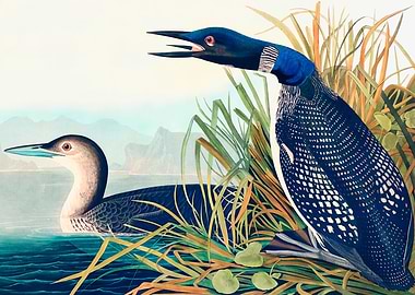 Great Northern Diver